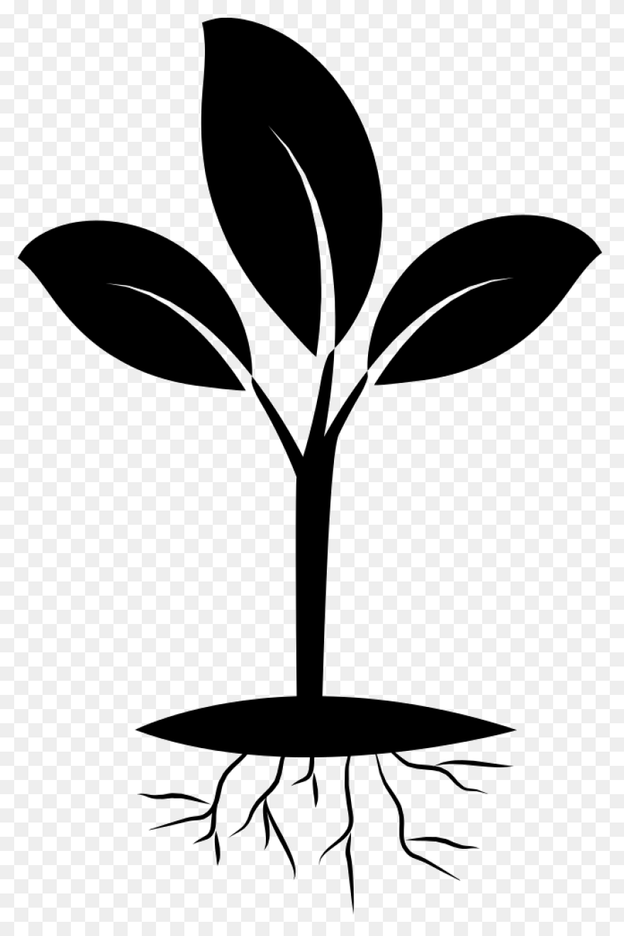 Seedling Seed Growth - Free Vector 