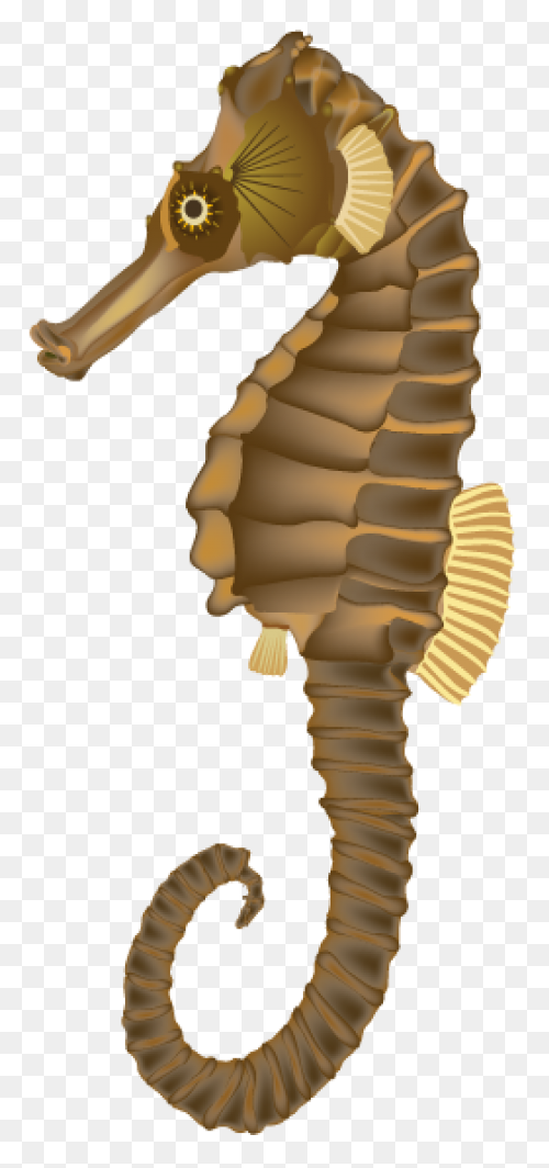 Seahorse Clip Art - Seahorse Png Tr