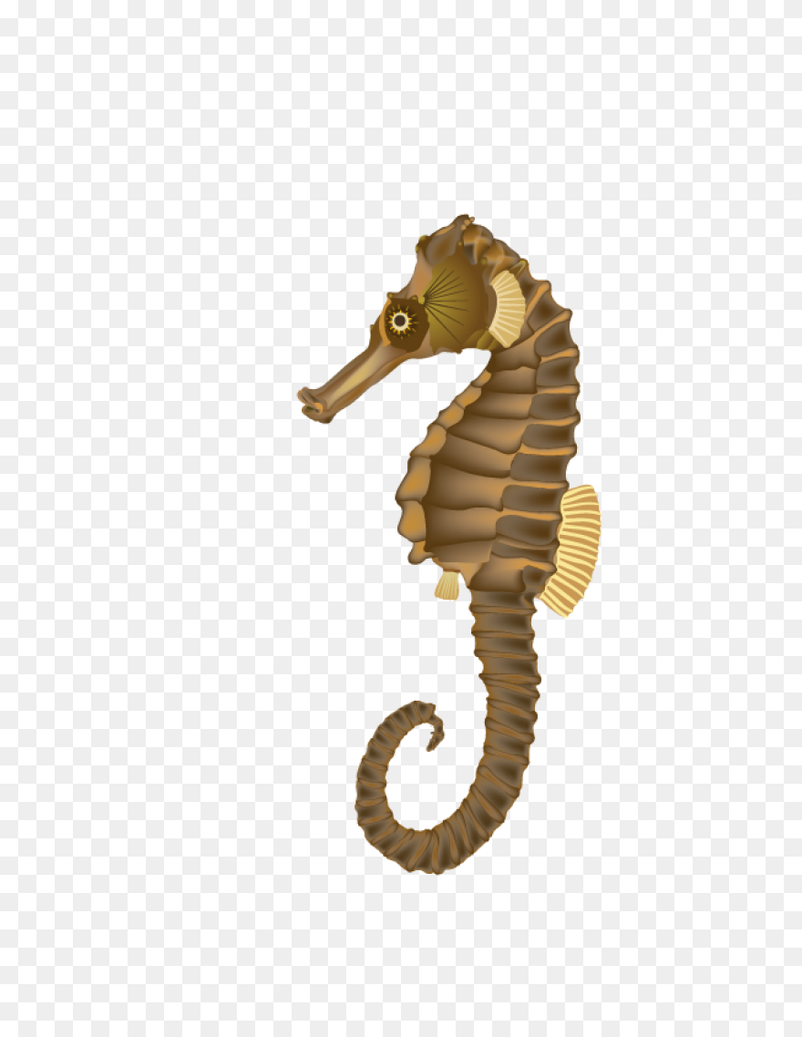 Seahorse Clipart Seahorse Png Images - Seahorse