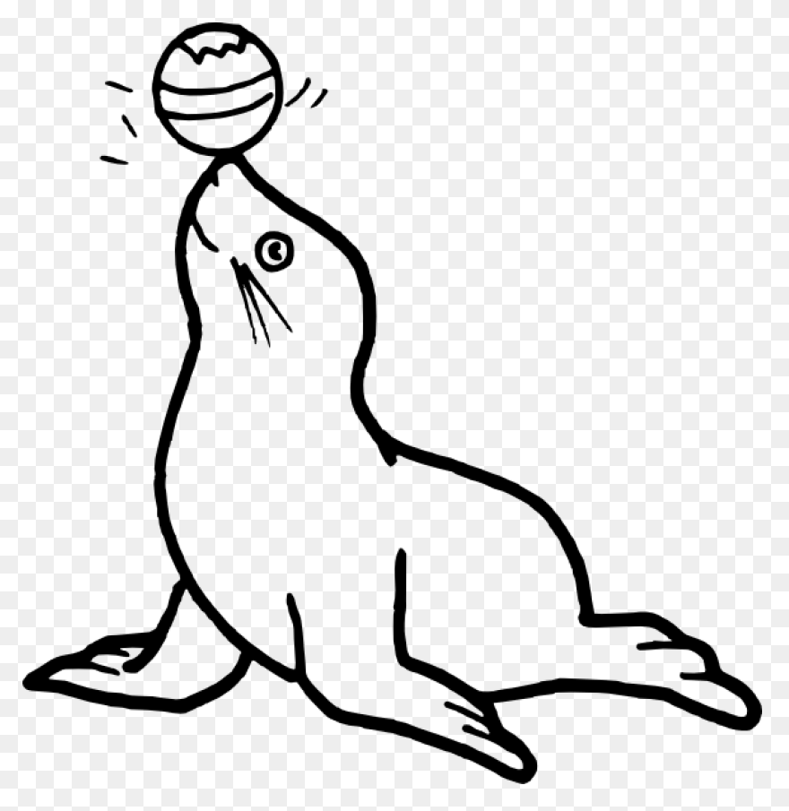 Elephant Seals Black And White Wild