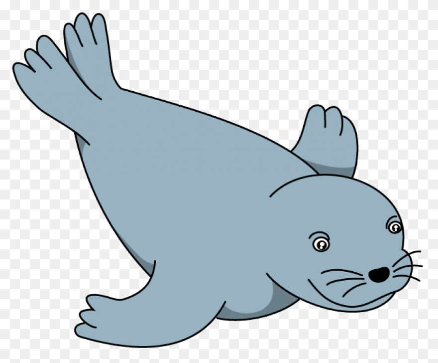 Elephant Seals Black And White Wild