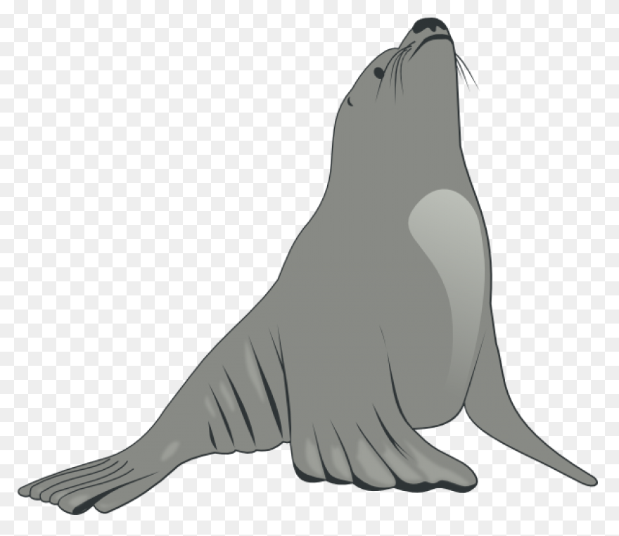 Elephant Seals Black And White Wild