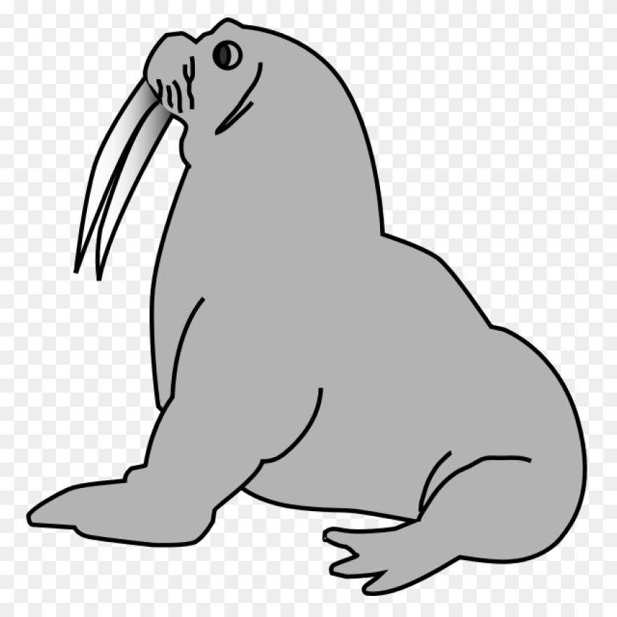 Elephant Seals Black And White Wild