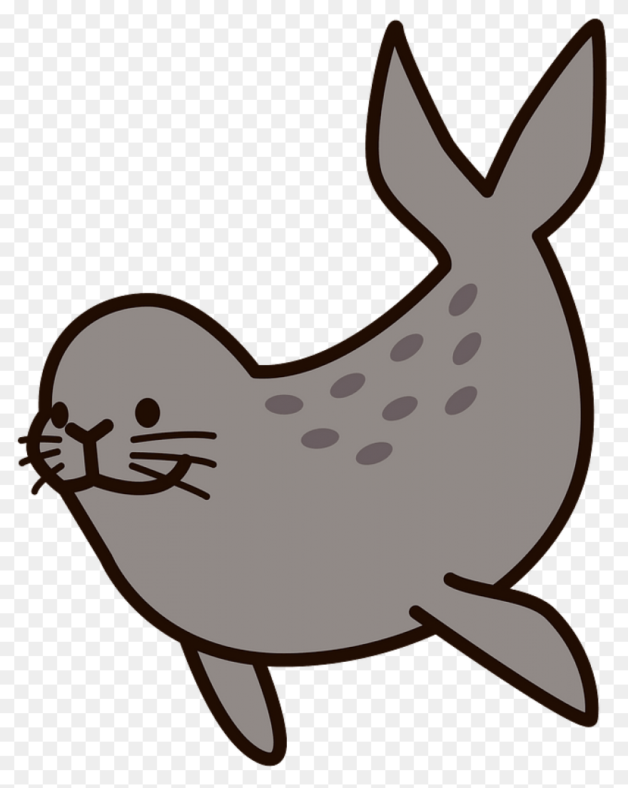 Elephant Seals Black And White Wild