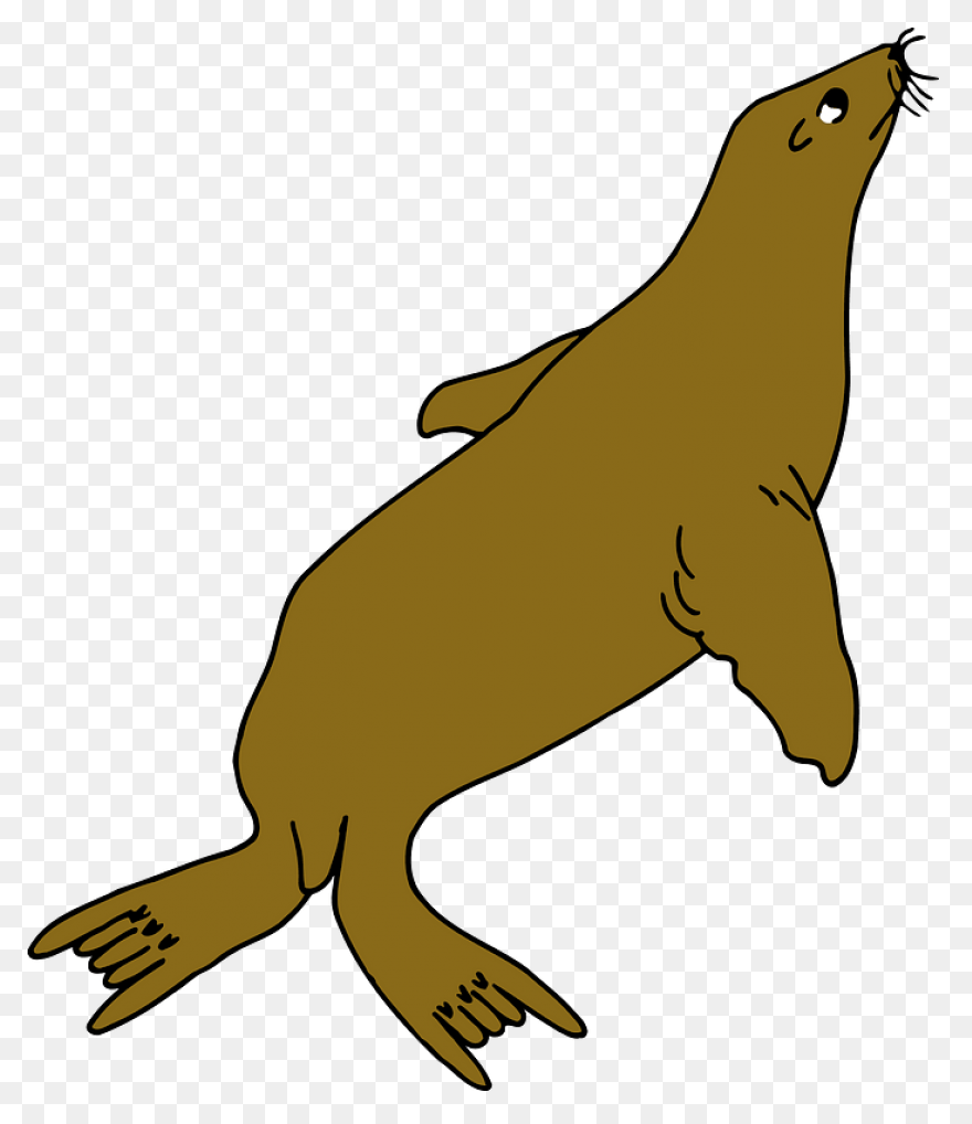 Elephant Seals Black And White Wild
