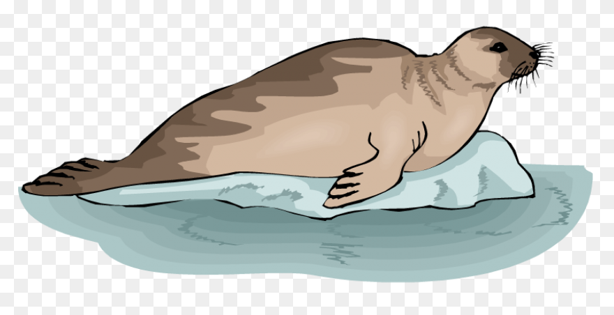Elephant Seals Black And White Wild