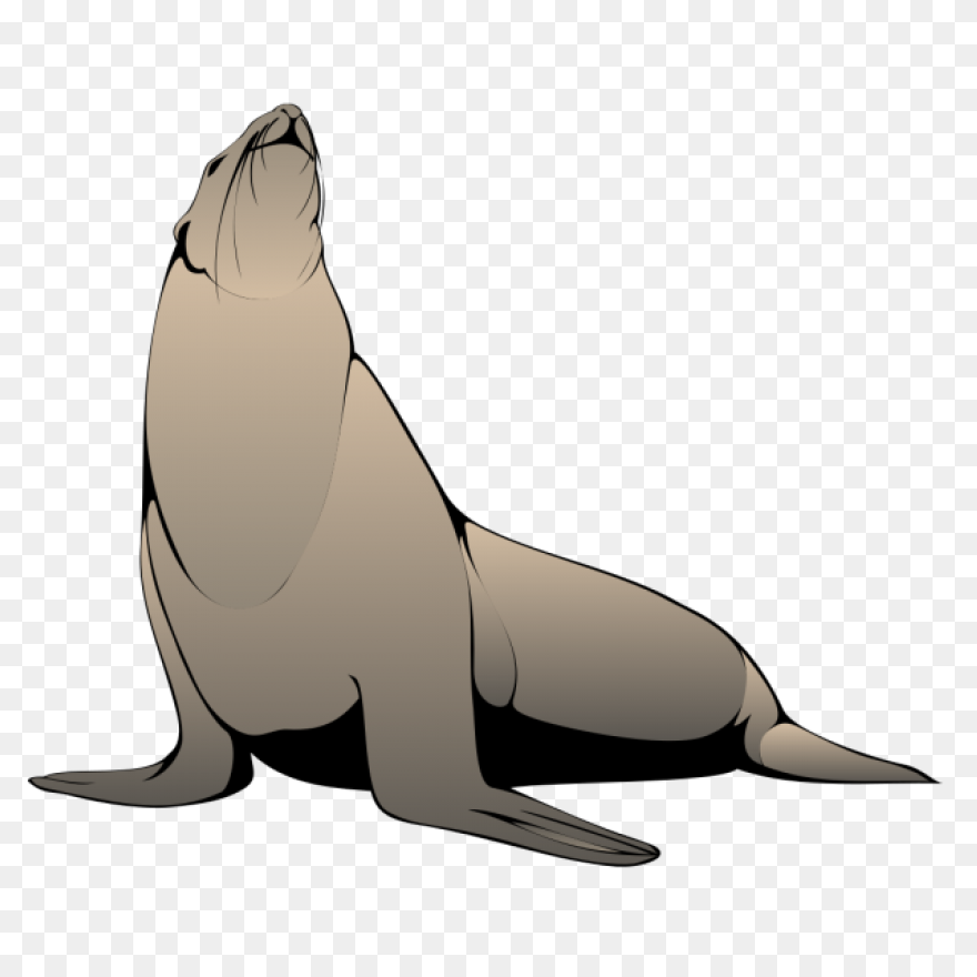 Elephant Seals Black And White Wild