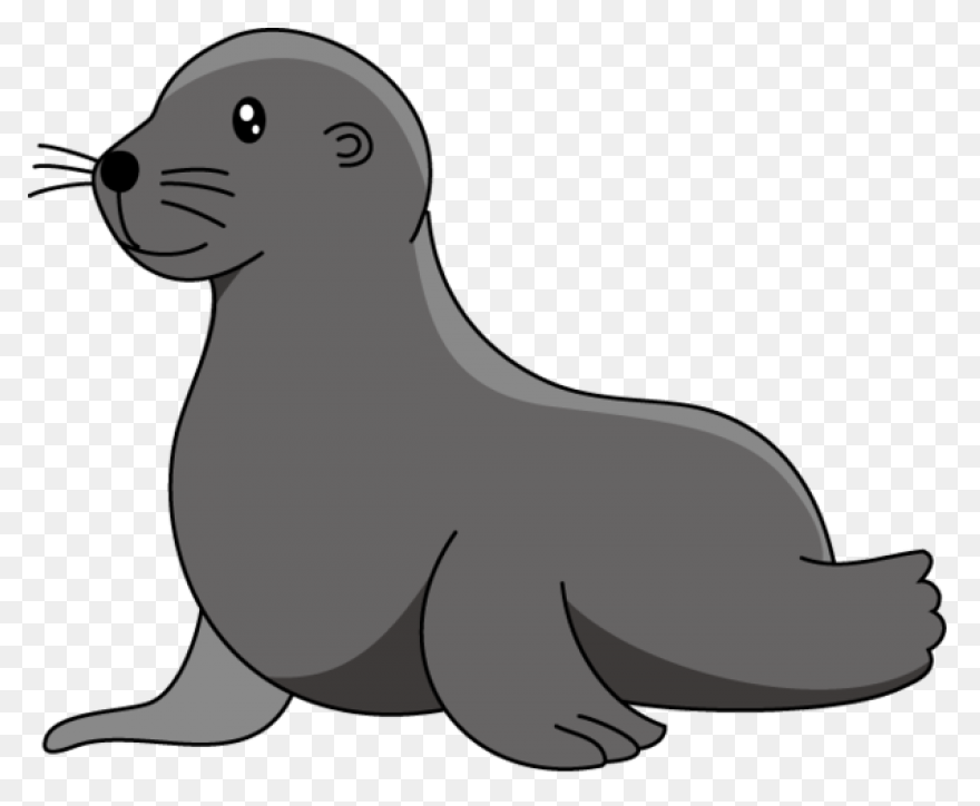 Elephant Seals Black And White Wild