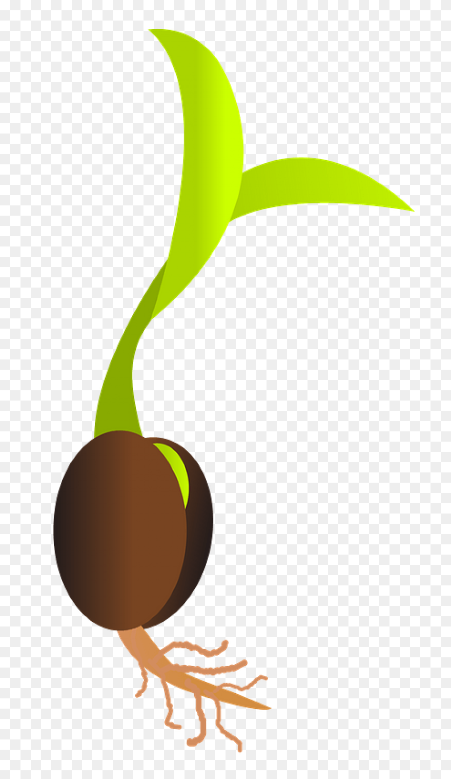 Seed Clipart Science Plant - Plant 