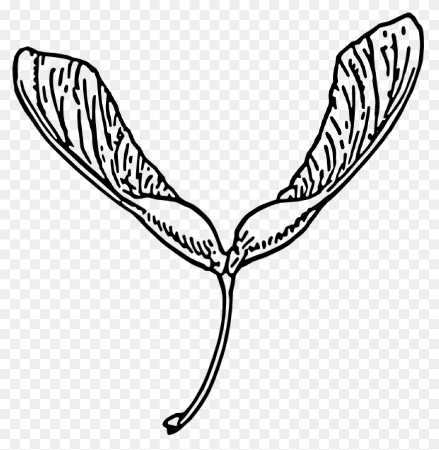 Seed Clipart Science Plant - Plant 