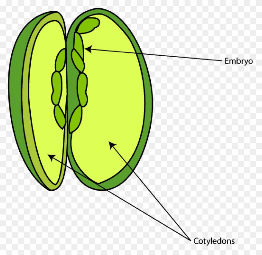 Seed Clipart Science Plant - Plant 