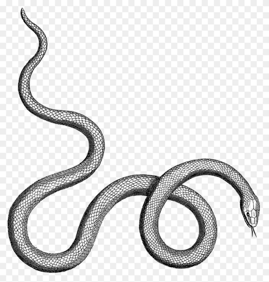More Than Twelve Feet Long, The Sna