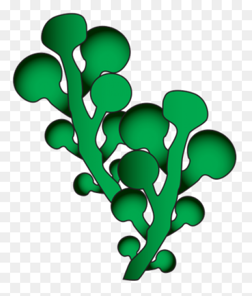 Seaweed Clip Art Drawing Free Image