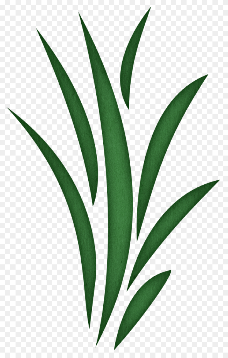Seaweed Clip Art Drawing Free Image