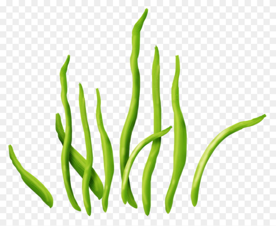 Seaweed Clip Art Drawing Free Image