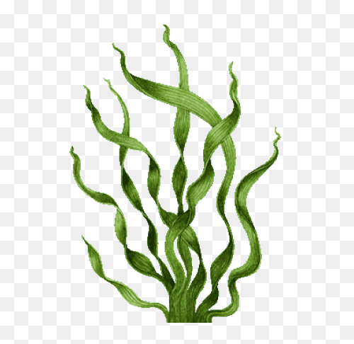 Seaweed Clip Art Drawing Free Image