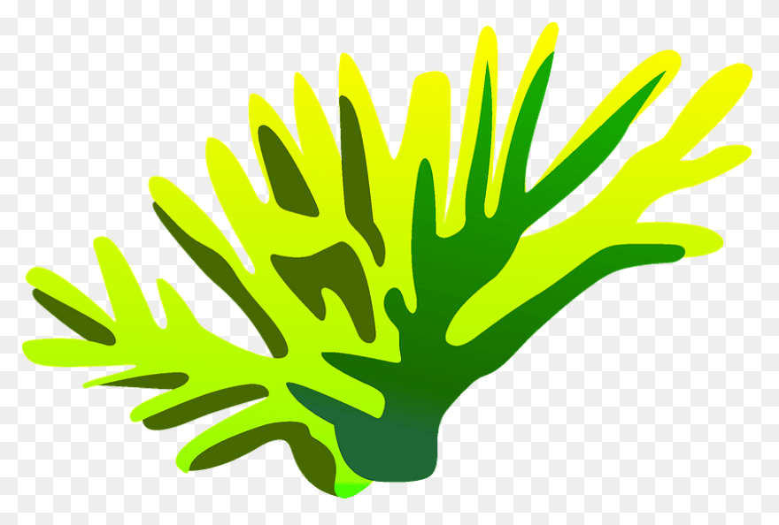 Seaweed Clip Art Drawing Free Image