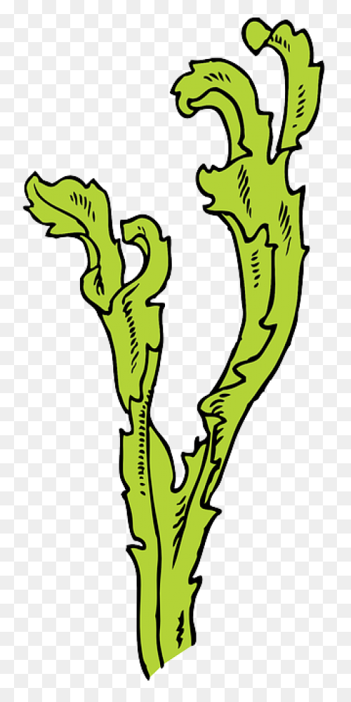Seaweed Clip Art Drawing Free Image