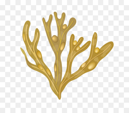 Seaweed Clip Art Drawing Free Image