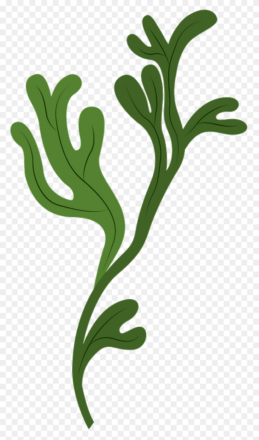 Seaweed Clip Art Drawing Free Image