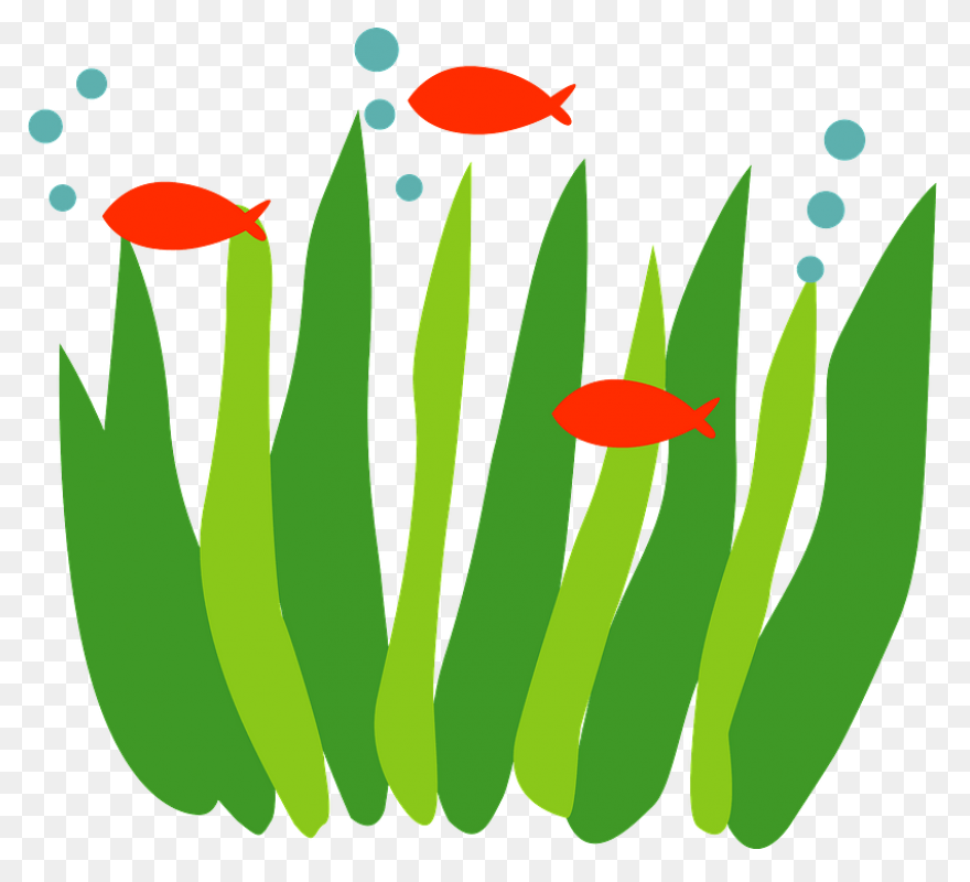 Seaweed Clip Art Drawing Free Image