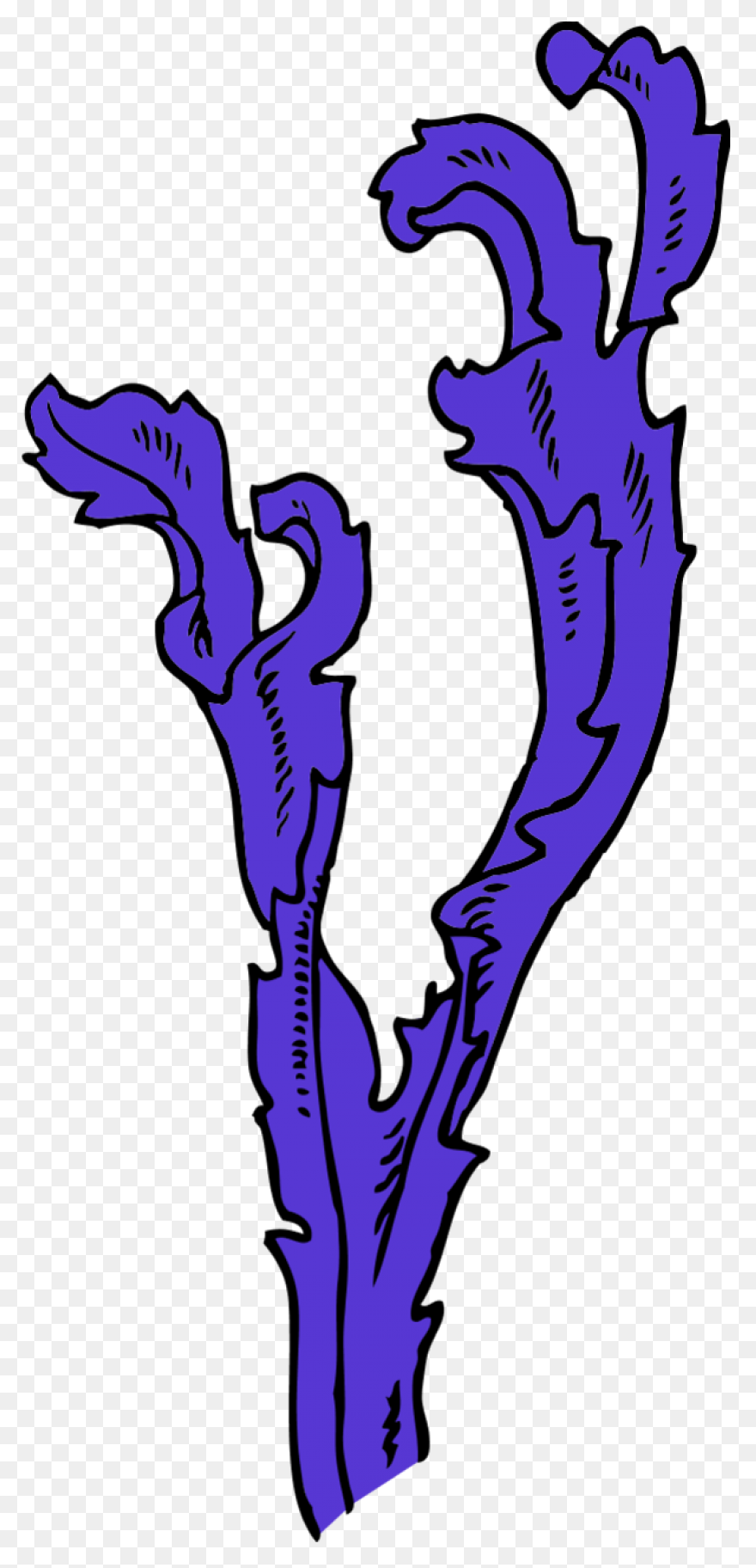 Seaweed Clipart Drawing Free Image - Seaweed