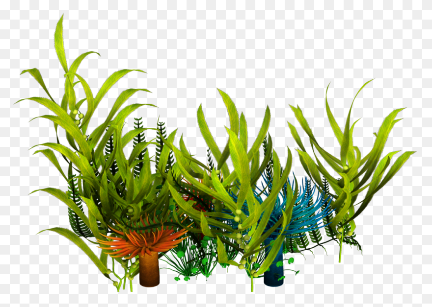 Seaweed Clip Art Drawing Free Image