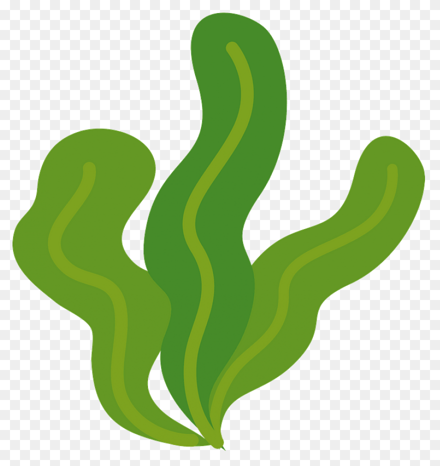 Seaweed Clip Art Drawing Free Image