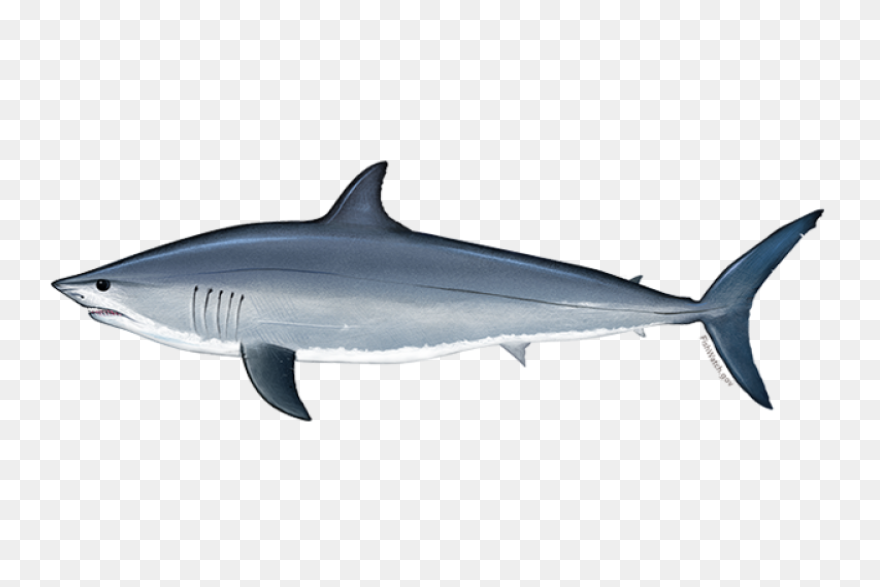 The Ultimate Book Of Sharks | Alway