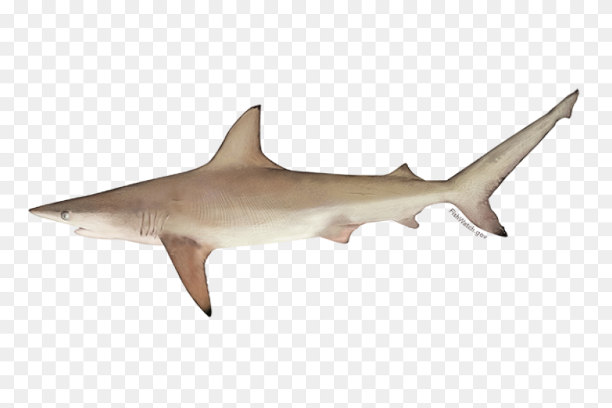 The Ultimate Book Of Sharks | Alway