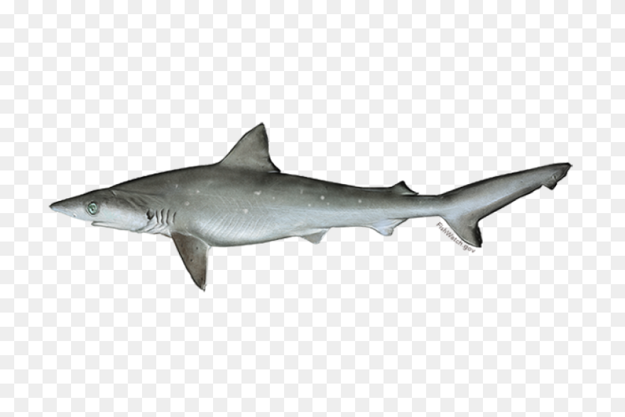 The Ultimate Book Of Sharks | Alway