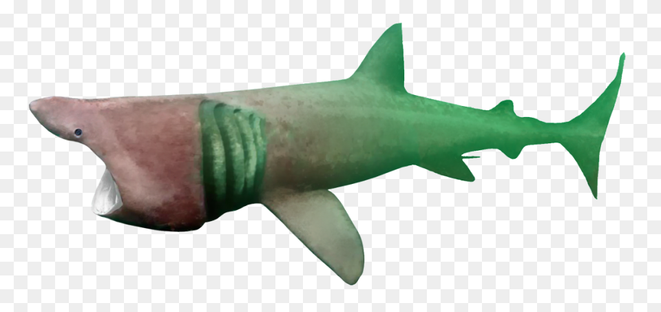 The Ultimate Book Of Sharks | Alway