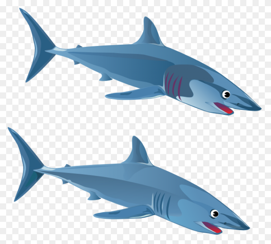Free Shark Images Download On - Sharks