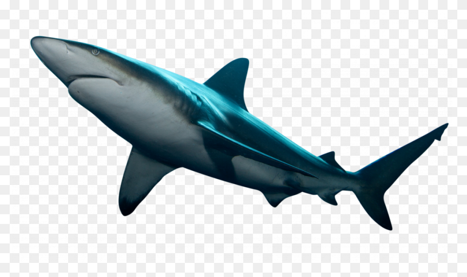 The Ultimate Book Of Sharks | Alway