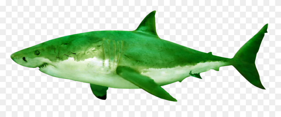 The Ultimate Book Of Sharks | Alway