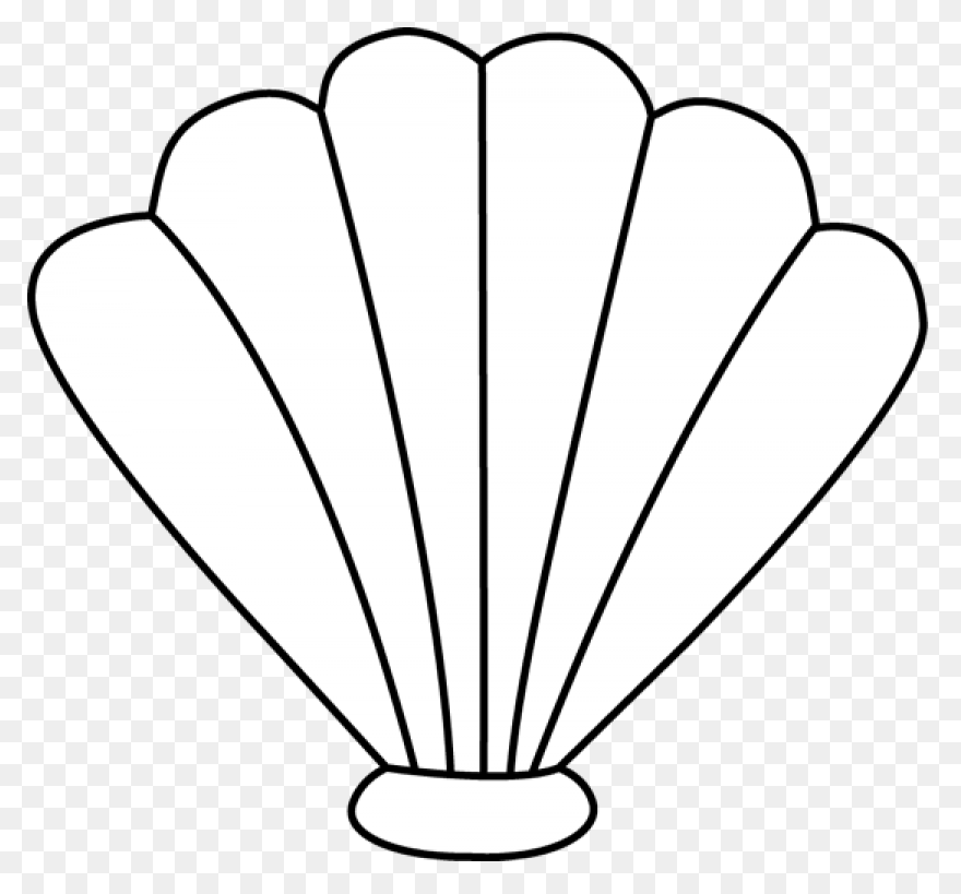 Black And White Sea Shell - Shell