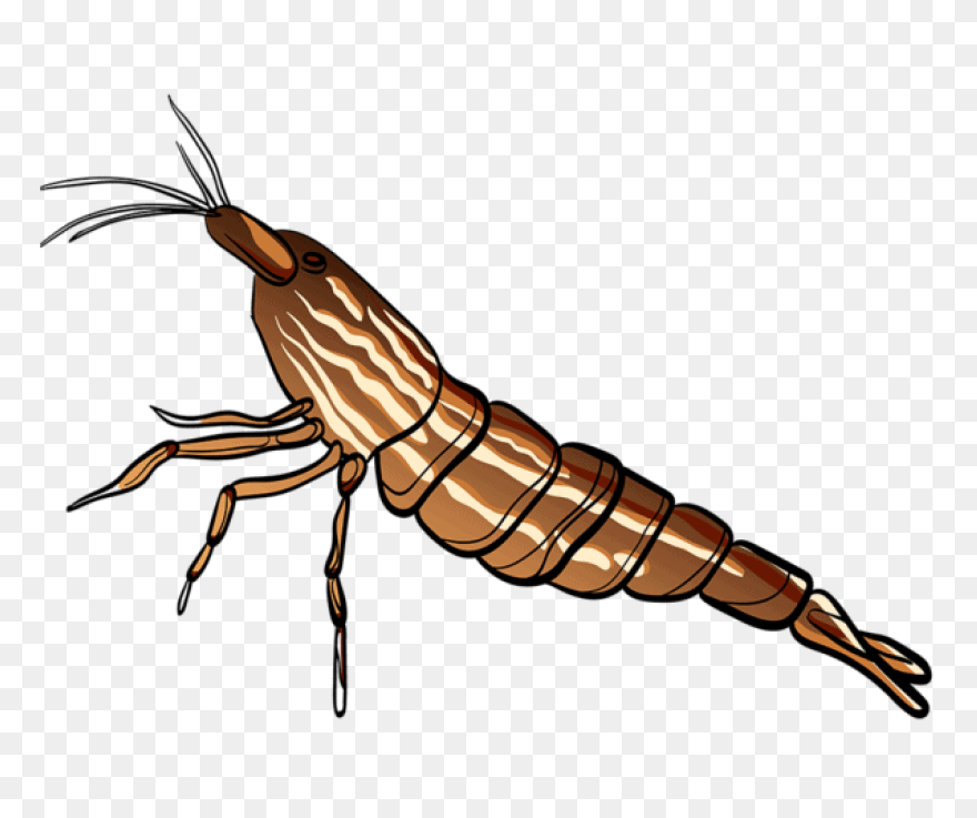Tasty Shrimp Cursor – Custom Curs