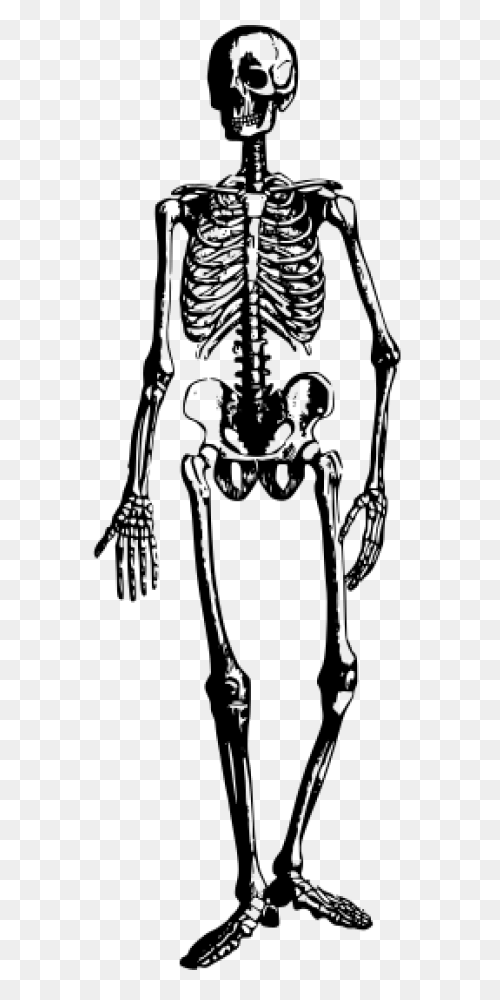 Download Hd Skeleton Clipart Skelto