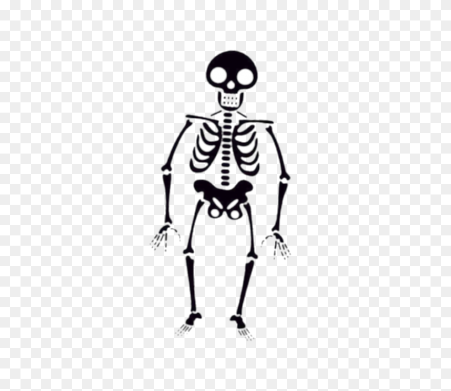 Download Hd Skeleton Clipart Skelto