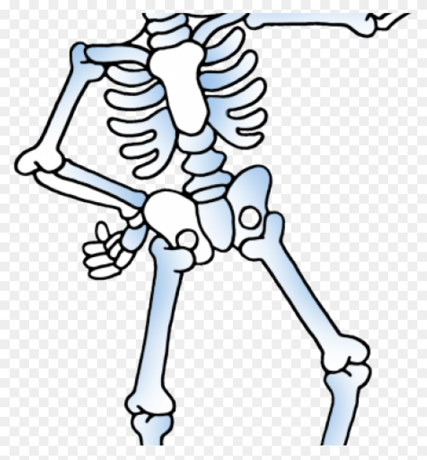 Download Hd Skeleton Clipart Skelton - Skeleton
