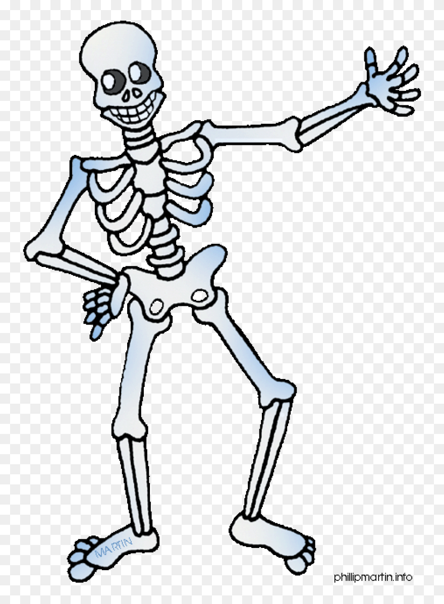 Download Hd Skeleton Clipart Skelto