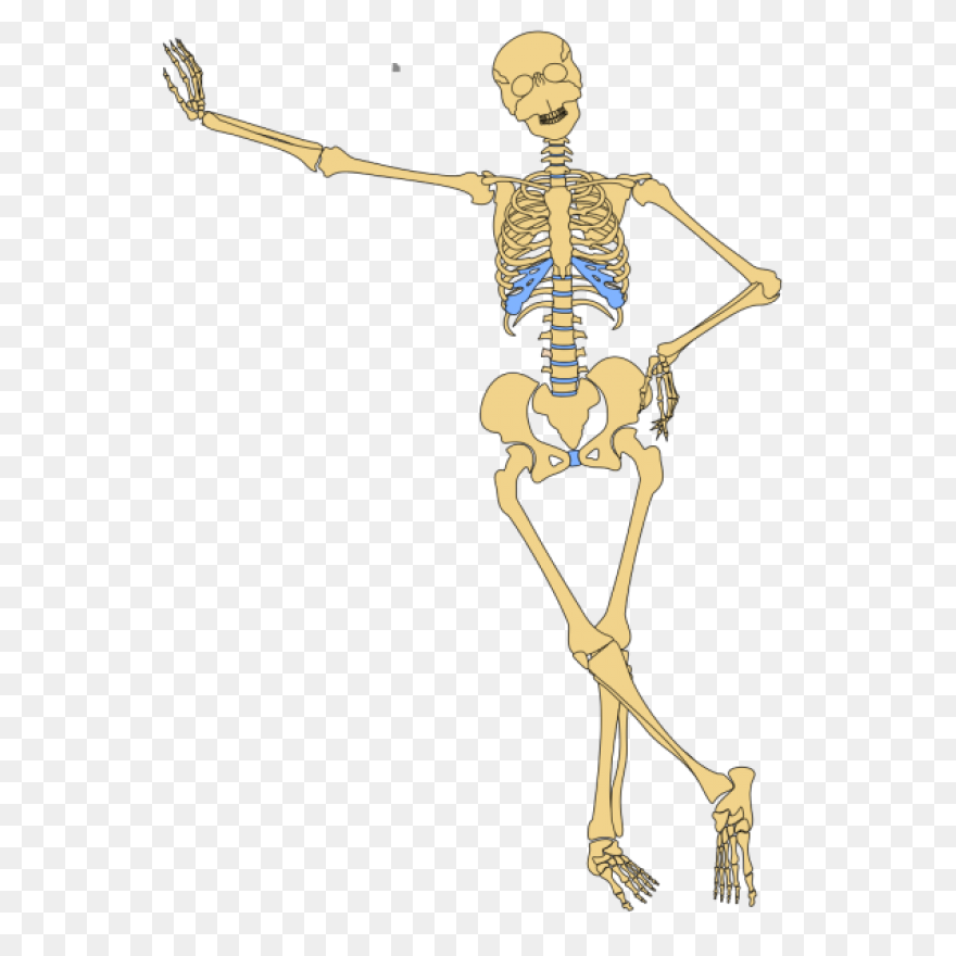 Human Skeleton Outline Png PNG - Skeleton