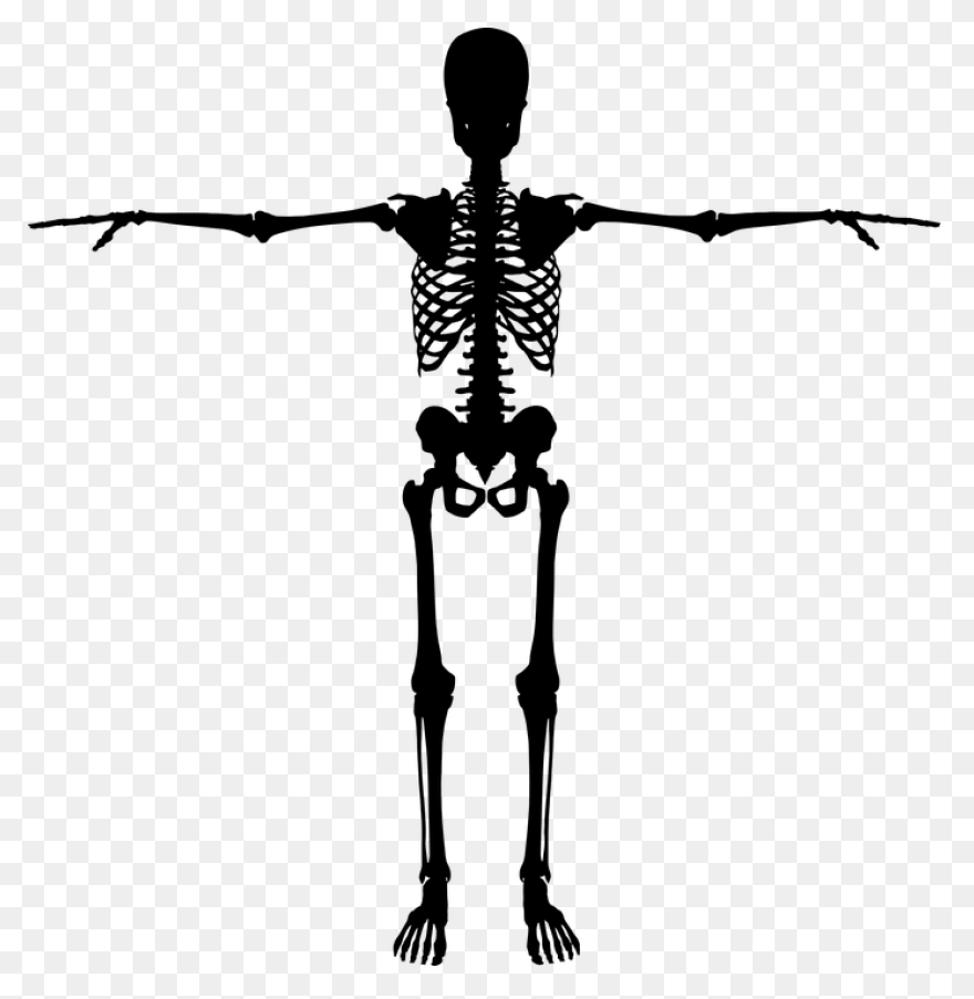 Download Hd Skeleton Clipart Skelto