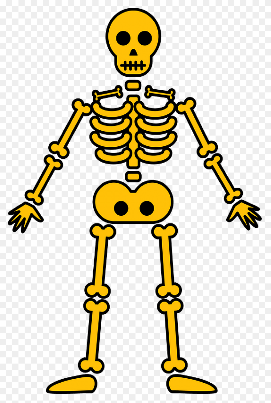 Download Hd Skeleton Clipart Skelto
