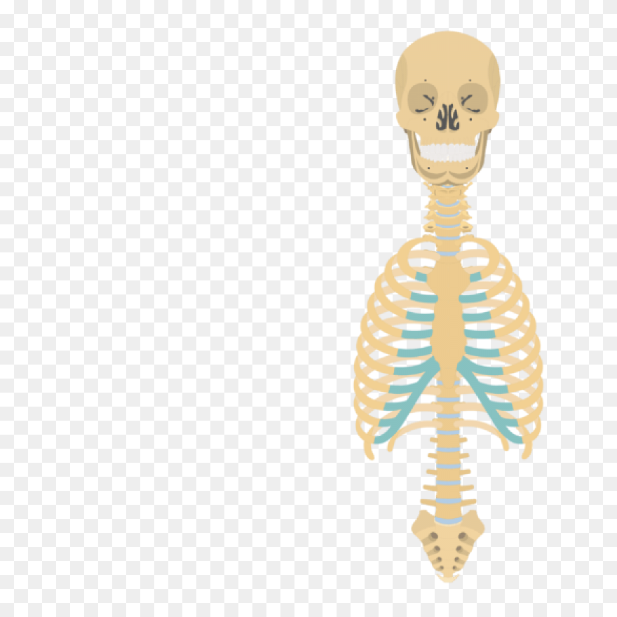 Download Hd Skeleton Clipart Skelto
