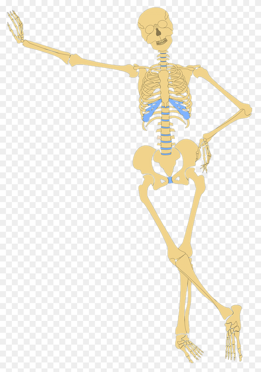 Download Hd Skeleton Clipart Skelto