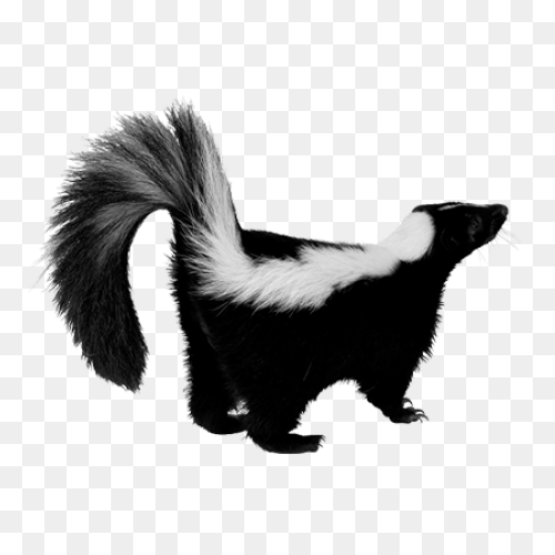 Skunks Moving Into The Suburbs | Ne