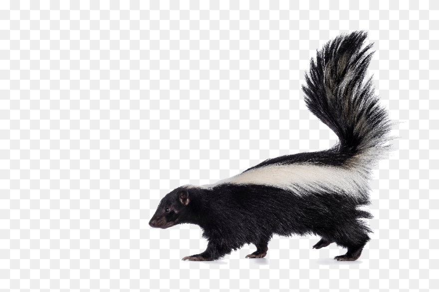 Skunks Moving Into The Suburbs | Ne