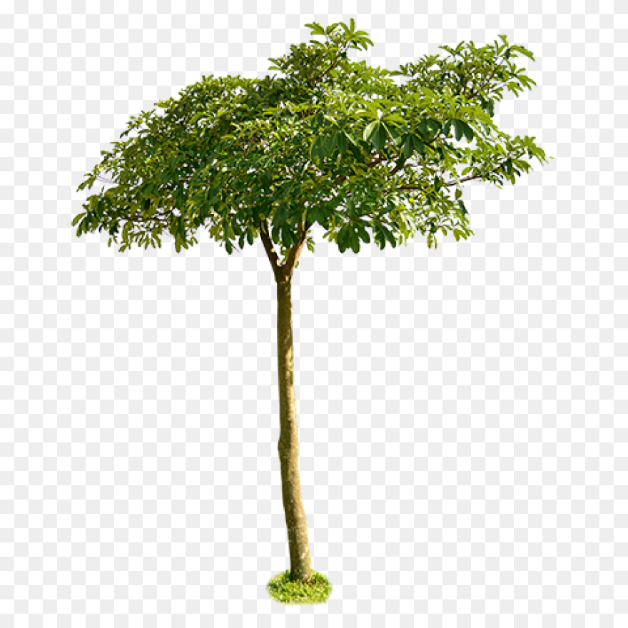 Japanese Small Tree Png Hd Images, 