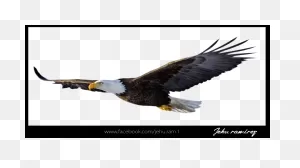 Aguila Png - Transparent Eagle Png Clipart - Large Size Png Image ClipartFlare.com 